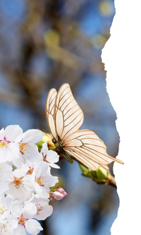 Intenta, Haz o Pasa - Actividades de primavera